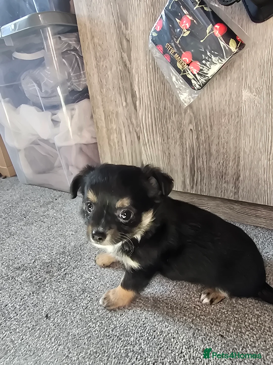 Chihuahua dogs for sale: Applehead Chihuhua puppy - Advert 1