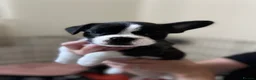 Mixed Breed dogs for sale: Boston terrier cross puppies - Advert 23