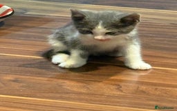 Domestic Shorthair cats for sale: Forever homes needed  - Image 10