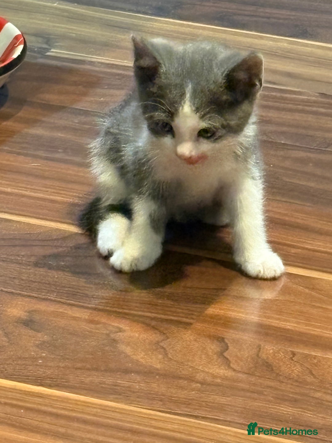 Domestic Shorthair cats for sale: Forever homes needed  - Image 10