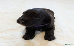 Cockapoo dogs for sale: F1 Cockapoo Chocolate Puppies - Image 8