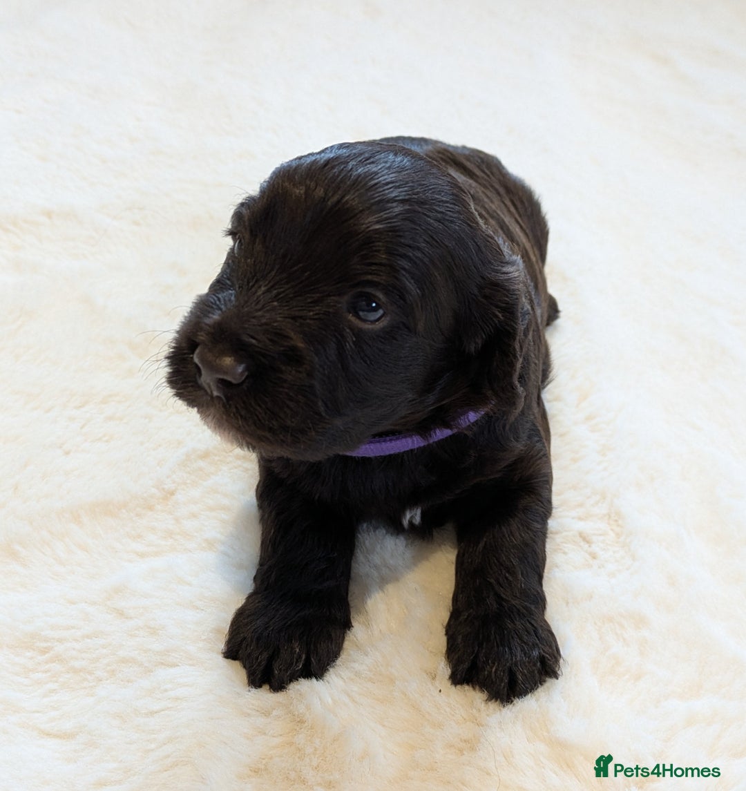 Cockapoo dogs for sale: F1 Cockapoo Chocolate Puppies - Image 8