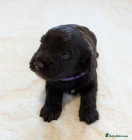 Cockapoo dogs - Advert 8