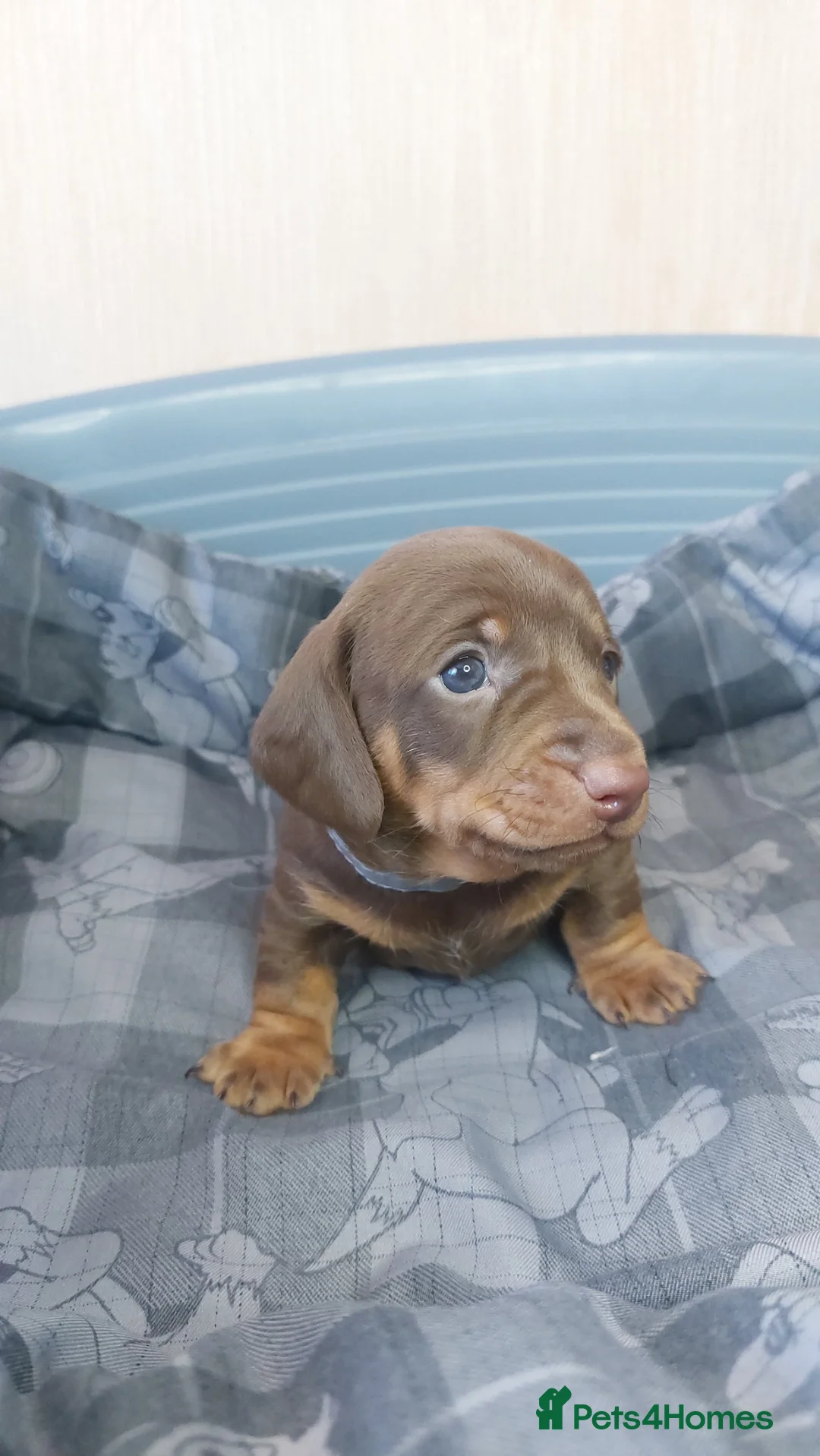 Miniature Dachshund dogs for sale: 4 Miniature Dachshund Puppies - Advert 2