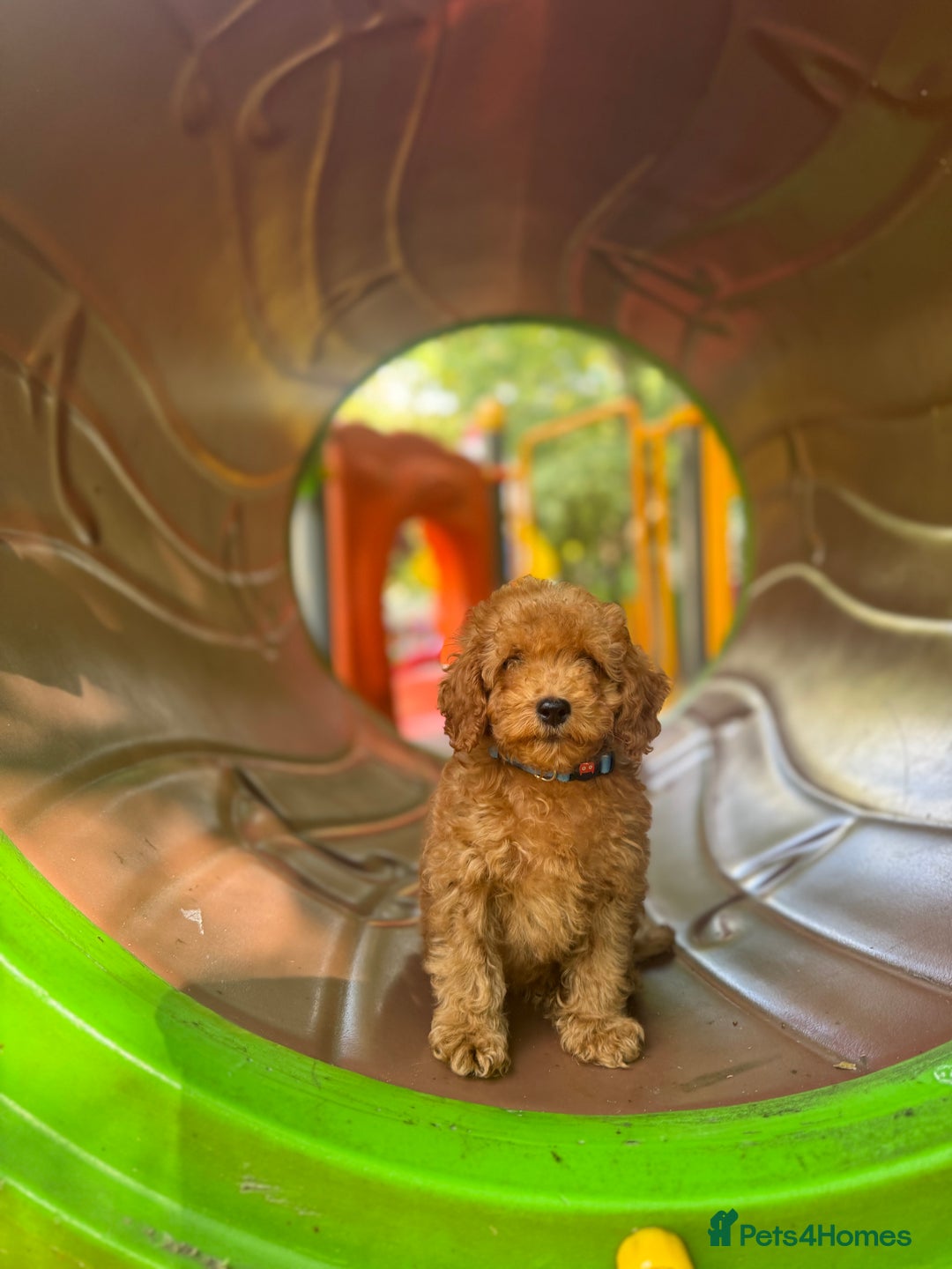 Toy Poodle dogs for sale: Adorable Toy Poodle Puppies  - Image 24