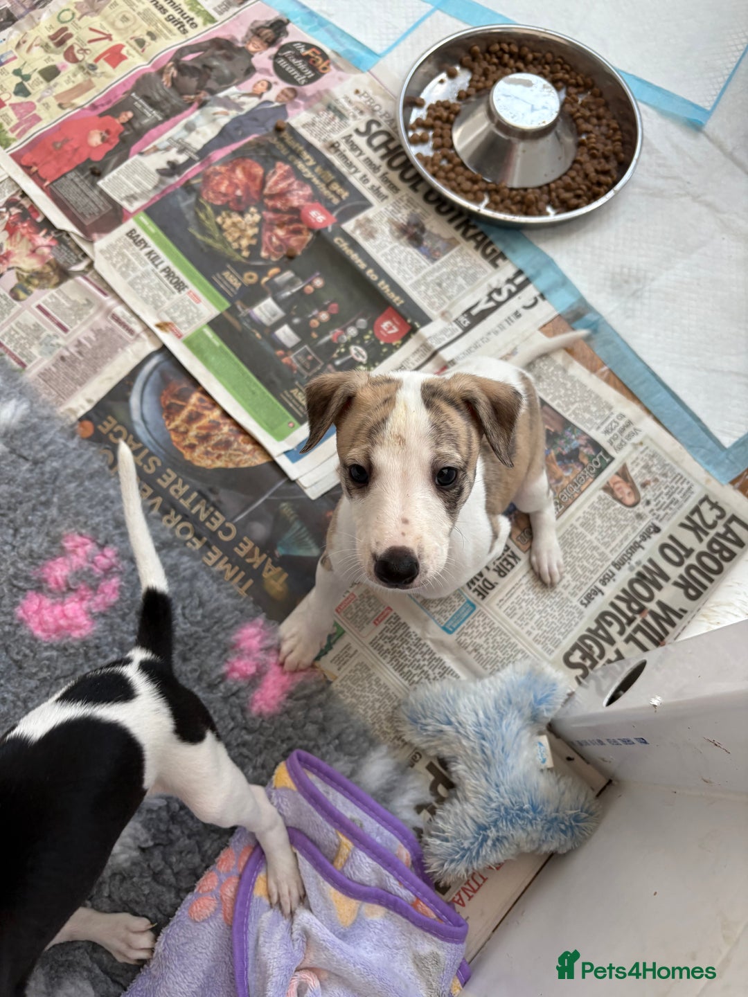 Whippet dogs for sale: KC registered Whippet Puppies - Image 7