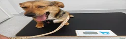 Mixed Breed dogs for adoption: 💛BELLA – The Little Street Dog Who Chose To Trust in Nottingham - Advert 23