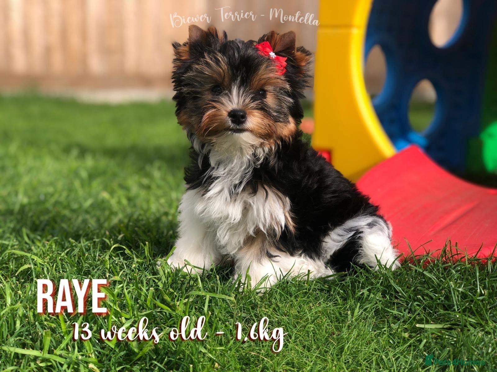 Yorkshire Terrier dogs for sale: Two Biewer Terriers LEFT! - Advert 1