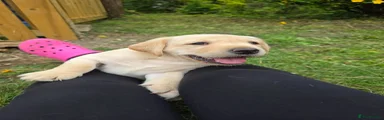 Labrador Retriever 2