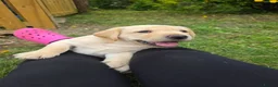 Labrador Retriever dogs for sale: Milromali labs, bred for health and temperament  in Huddersfield - Advert 4