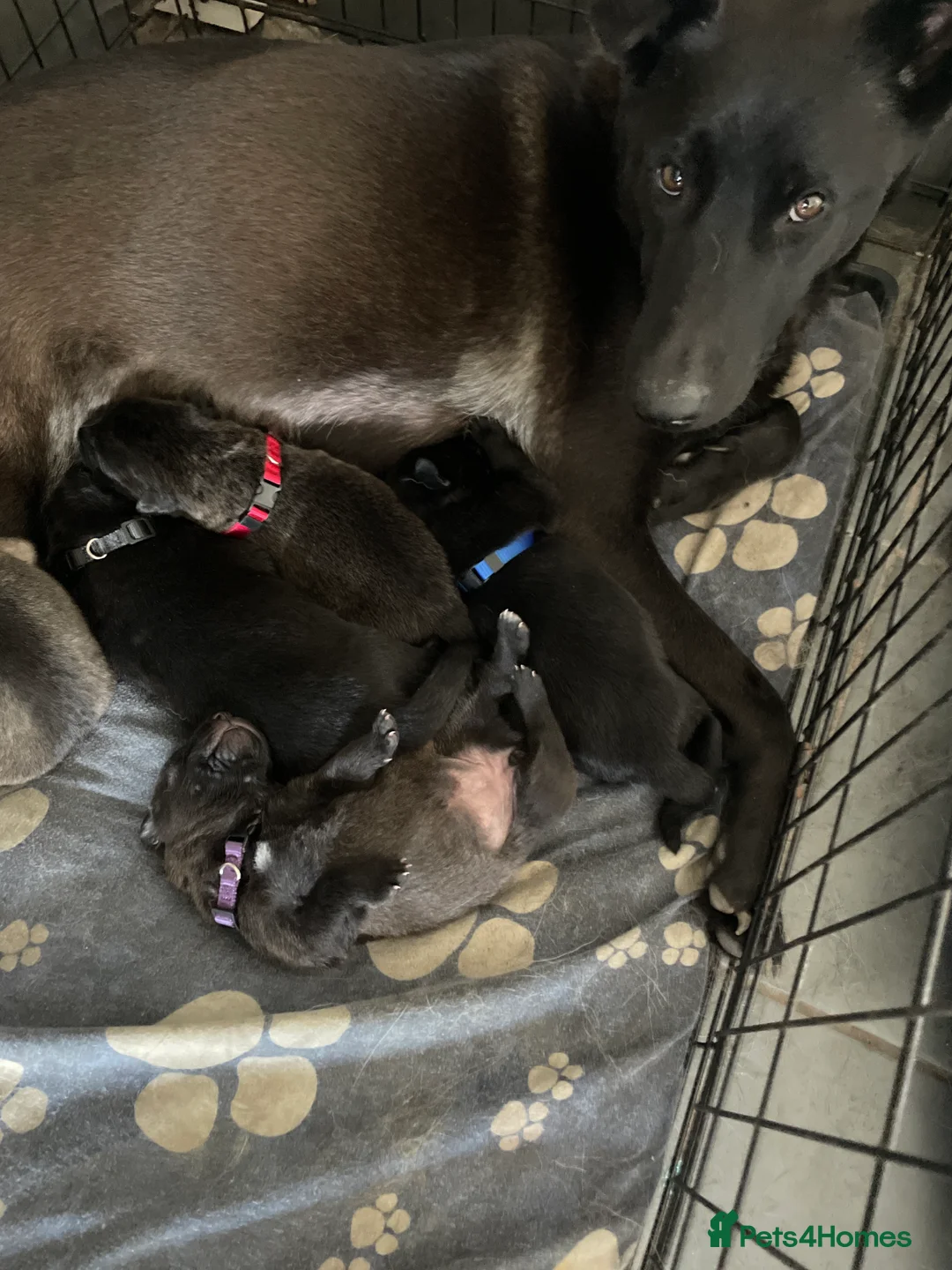 Mixed Breed dogs for sale: German shepherd x malinois  - Advert 2