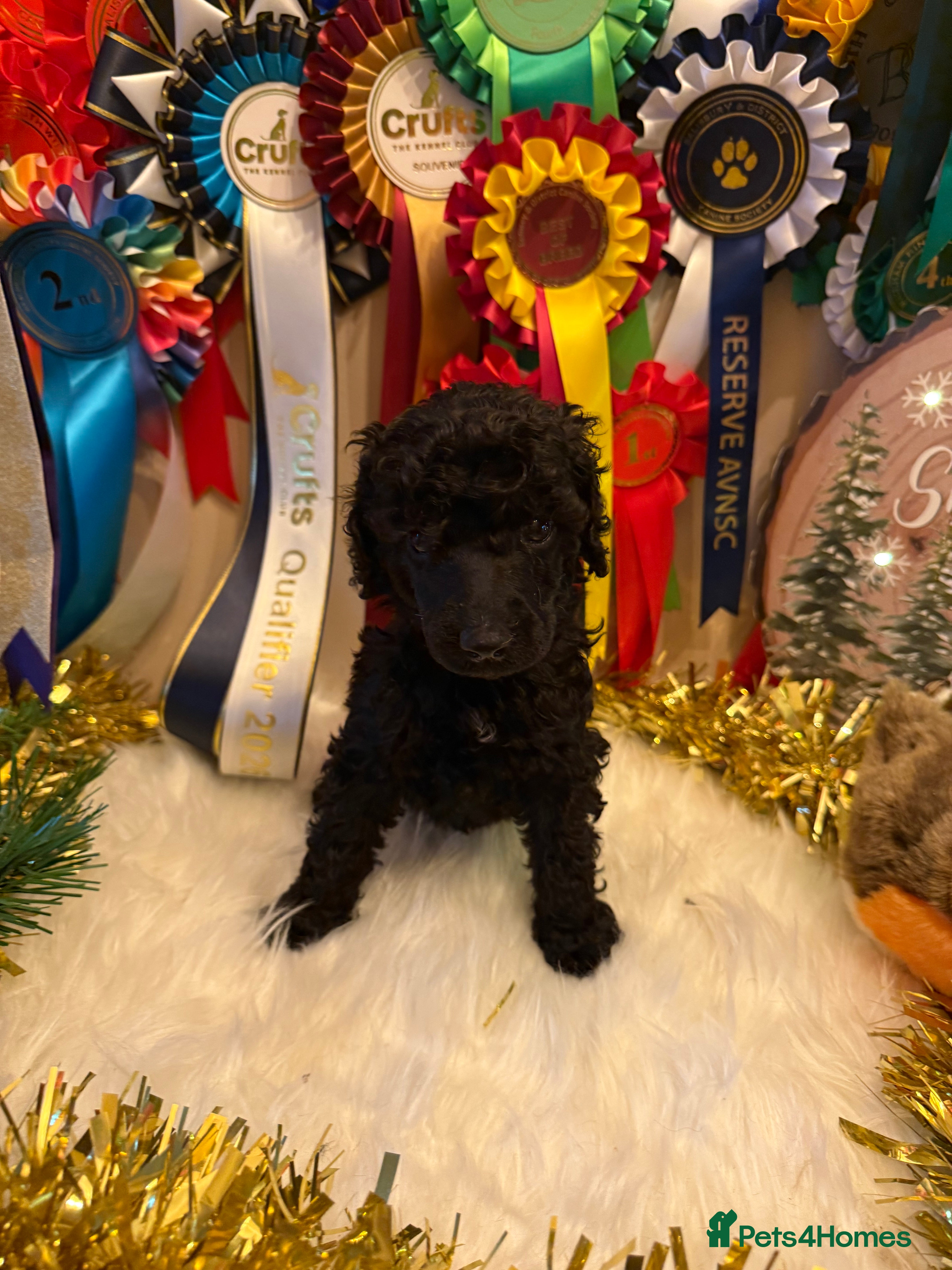 Standard Poodle dogs 1 KC Black standard poodle puppy - Advert 2