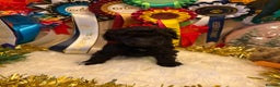 Standard Poodle dogs for sale: 1 KC Black standard poodle puppy - Advert 1