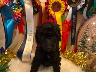 Standard Poodle dogs 1 KC Black standard poodle puppy - Advert 8