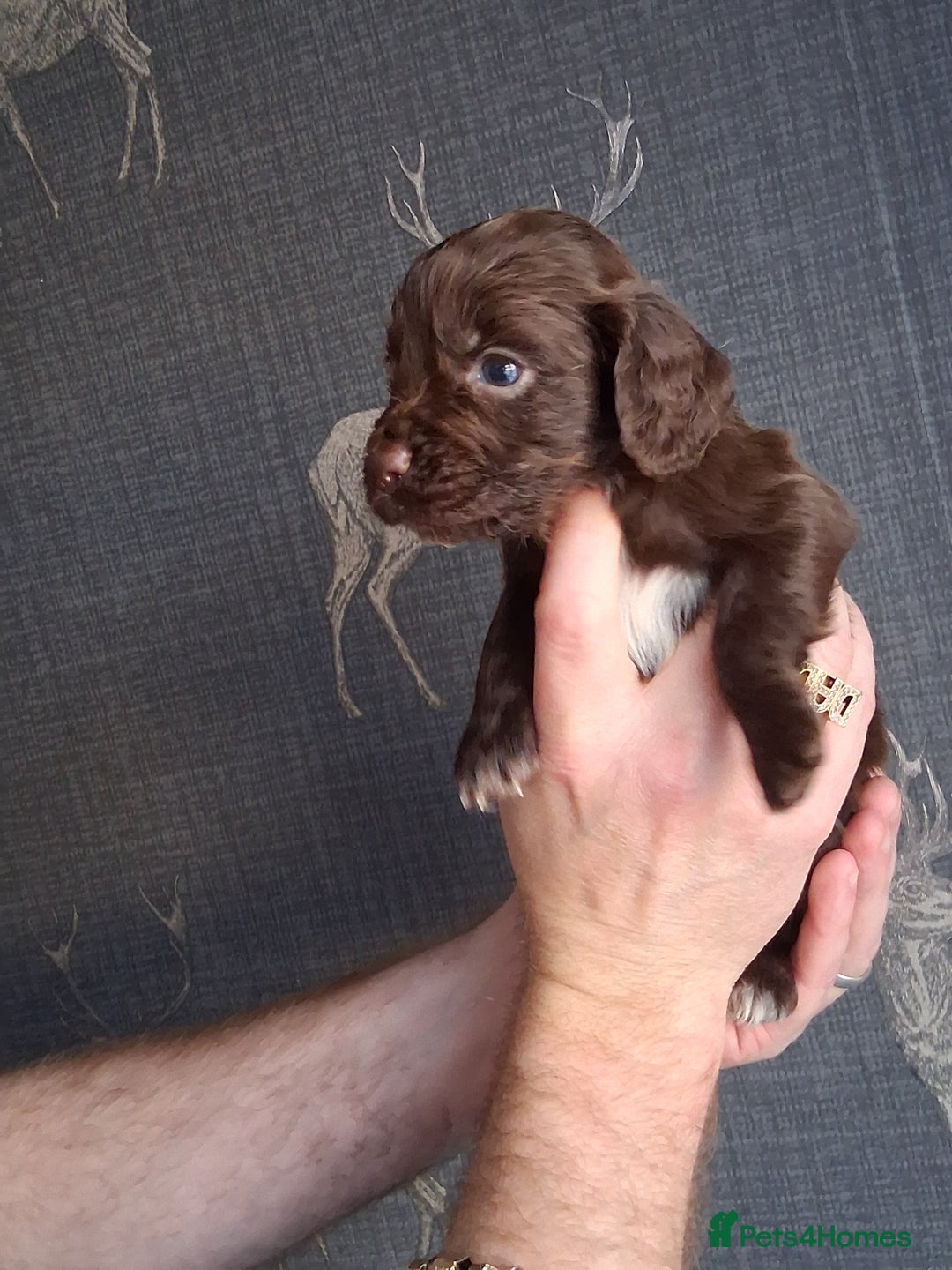 Cocker Spaniel dogs for sale: beautiful working cocker spaniels for sale - Advert 18