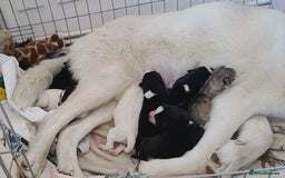 Australian Shepherd dogs for sale: Rare merle Australian shepherd puppy - Image 4