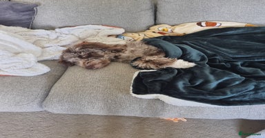 Mixed Breed dogs Merle Goldendoodle x Irish doodle - Advert 5