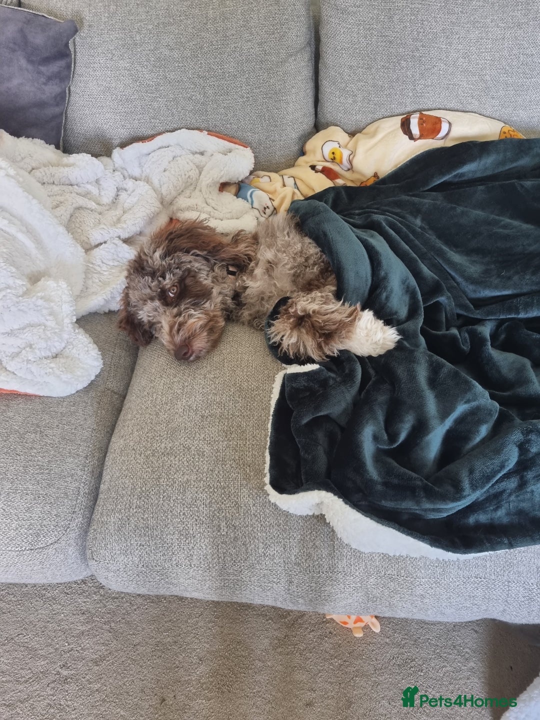 Mixed Breed dogs for sale: Merle Goldendoodle x Irish doodle - Advert 5