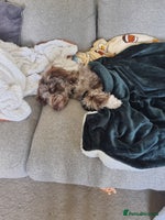 Mixed Breed dogs Merle Goldendoodle x Irish doodle - Advert 3