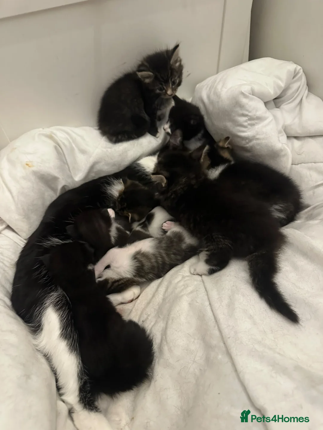Mixed Breed cats for sale: 🐾 **Adorable Kittens 🐾 - Advert 10