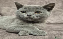 British Shorthair cats for sale: **Stunning TICA Registered Blue male** - Image 2