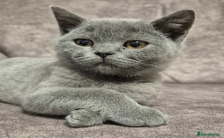 British Shorthair cats - Advert 12