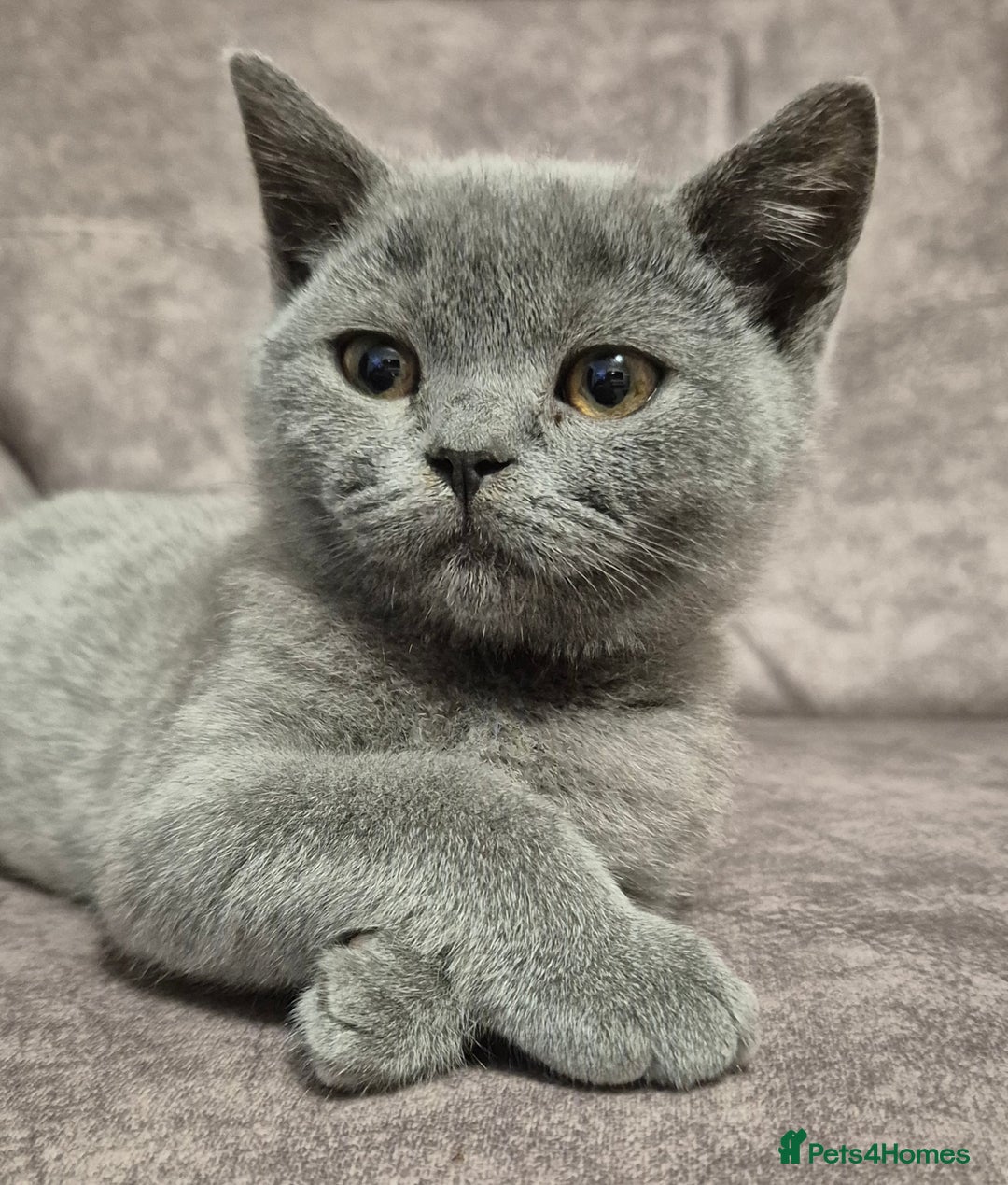 British Shorthair cats for sale: **Stunning TICA Registered Blue male** - Image 2