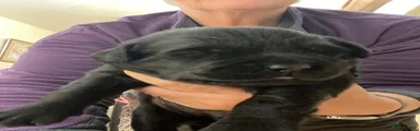 Green collar ~ Black goldador girl 