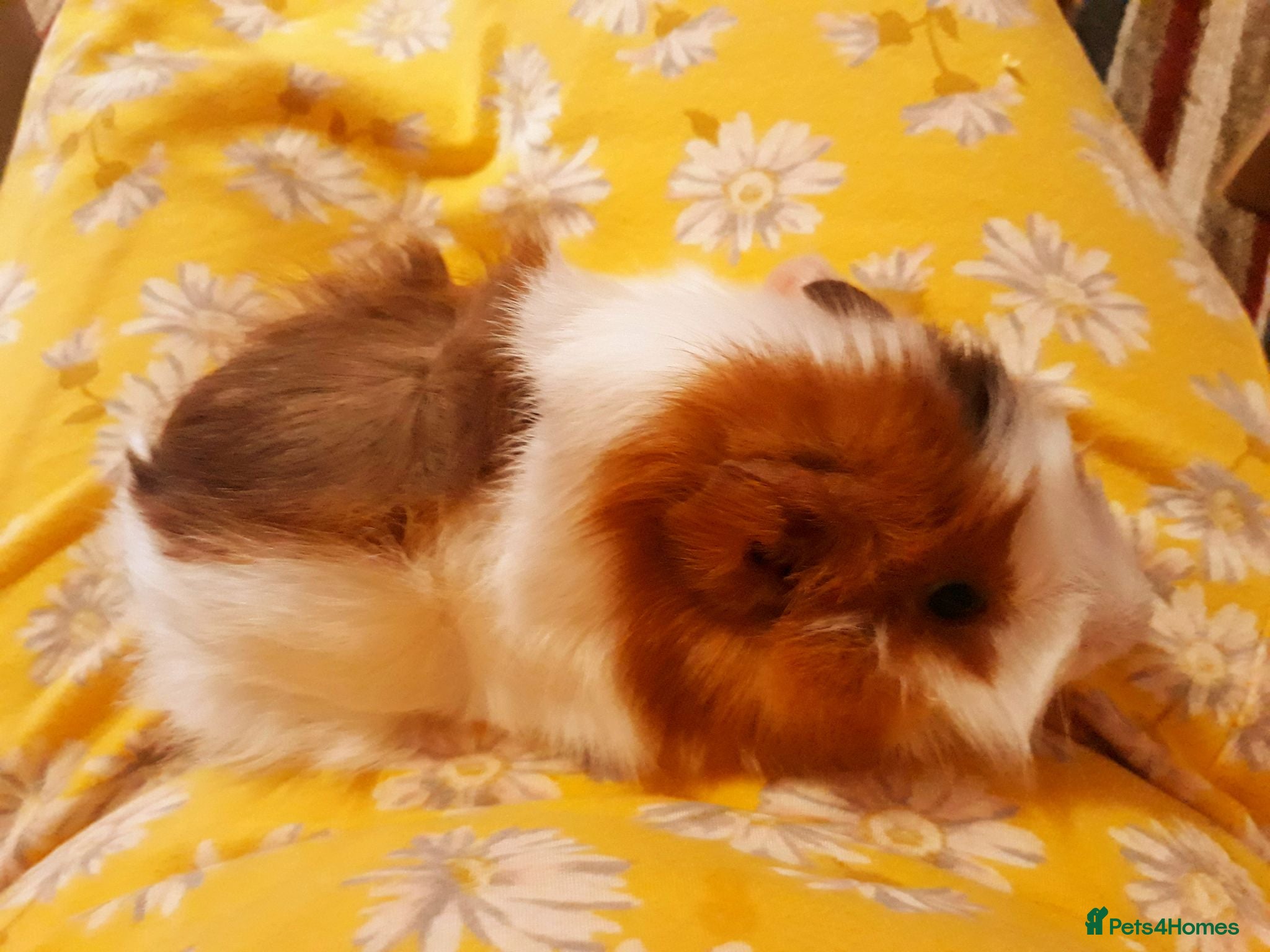 Guinea Pig rodents Miss laura  - Advert 1