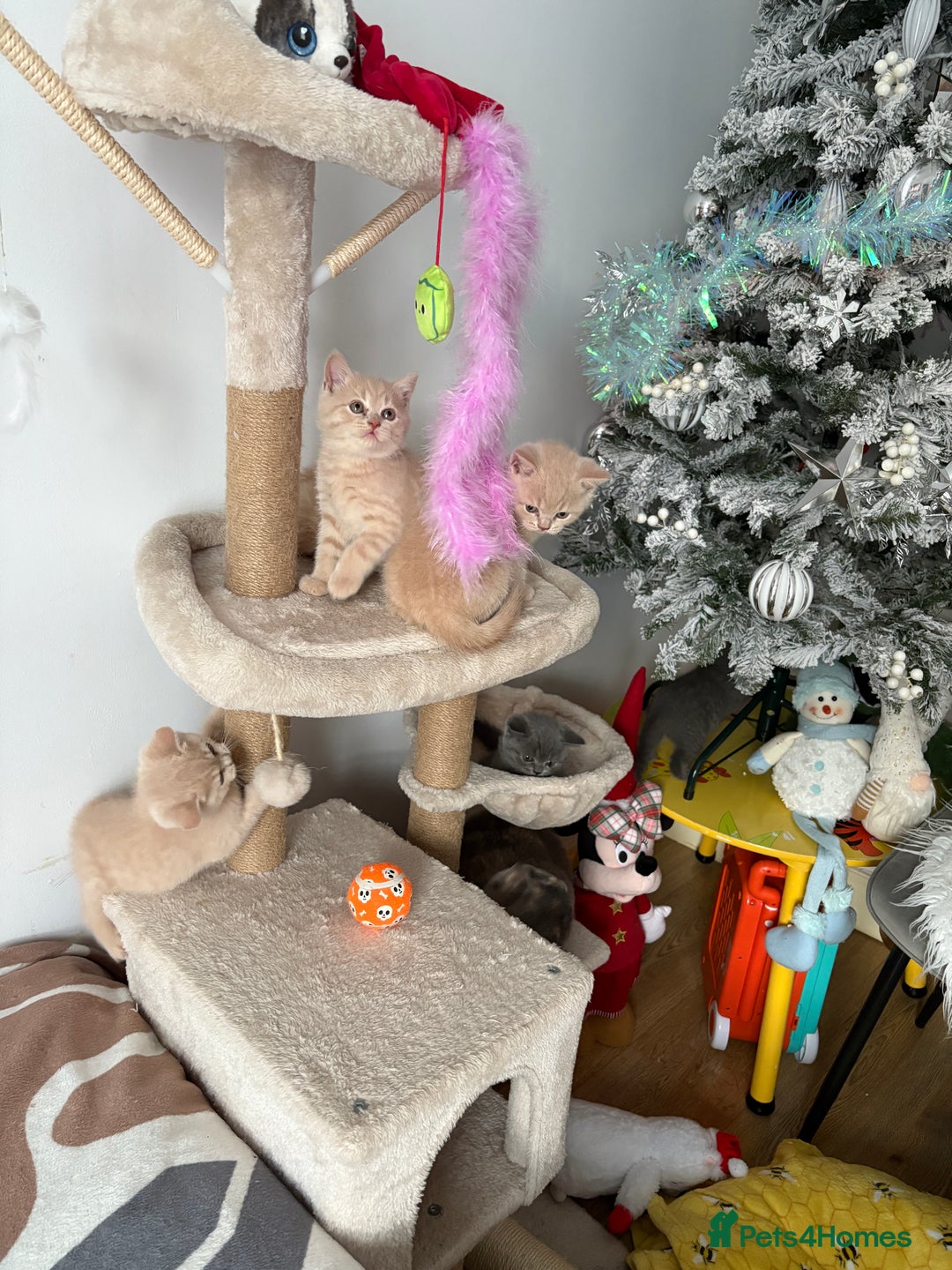 British Shorthair cats for sale: British Shorthair kittens – home raised  - Advert 5