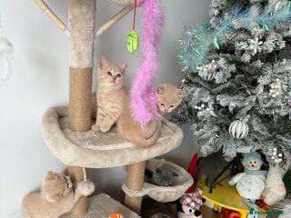 British Shorthair cats Microchipped + Vaccinated 23/12 – Ready now - Advert 2