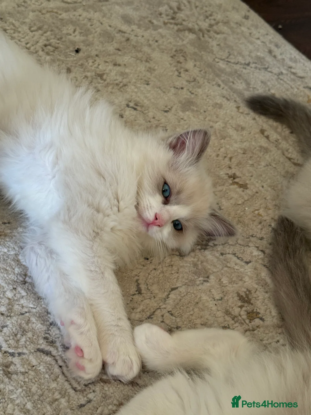 Ragdoll cats for sale: European Purebred Female Ragdoll 🩷 - Advert 38