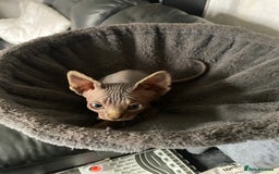 Sphynx cats for sale: Beautiful sphynx kittens - Image 8