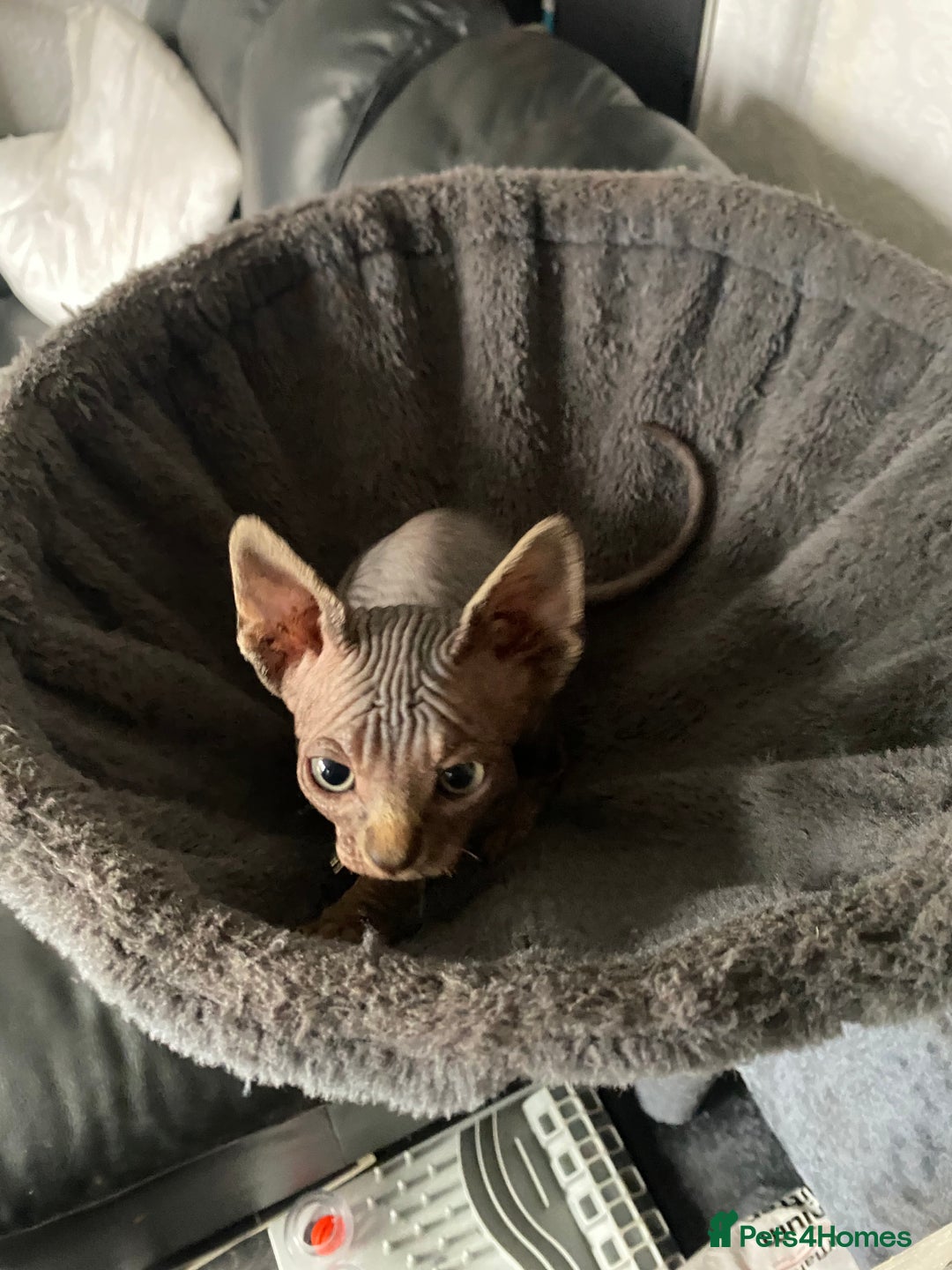 Sphynx cats for sale: Beautiful sphynx kittens - Image 8