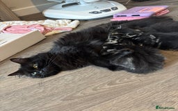 Mixed Breed cats for sale: Ragdoll/domestic shorthair  - Image 1