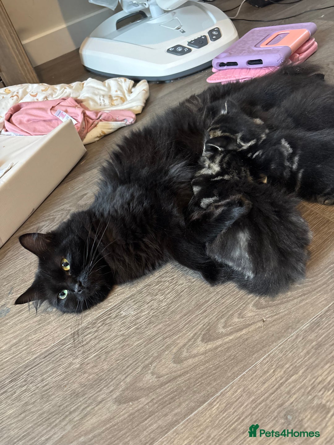 Mixed Breed cats for sale: Ragdoll/domestic shorthair  - Image 1