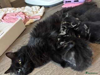 Mixed Breed cats - Advert 23