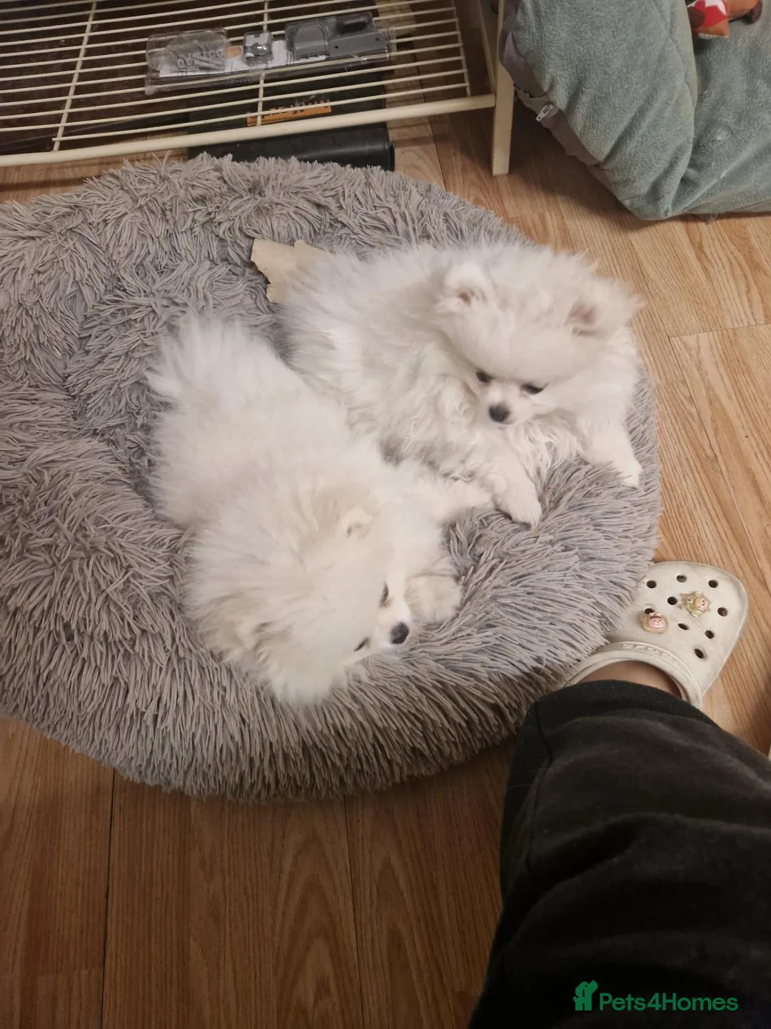 Pomeranian dogs for sale: pure white pomeranians 15 weeks old for sale - Advert 1