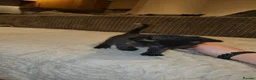 Domestic Shorthair cats for adoption: Tortoishell rescue kitten needs home of her own - Advert 3
