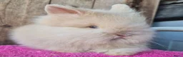 Lionhead rabbits for sale: Pure bred lion head boys.  - Advert 6