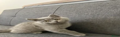 Scottish Fold Kitten 4 (girl straight ears) 