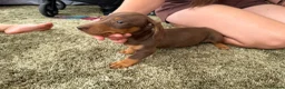 Miniature Dachshund dogs for sale: Miniature dachshund - Advert 4