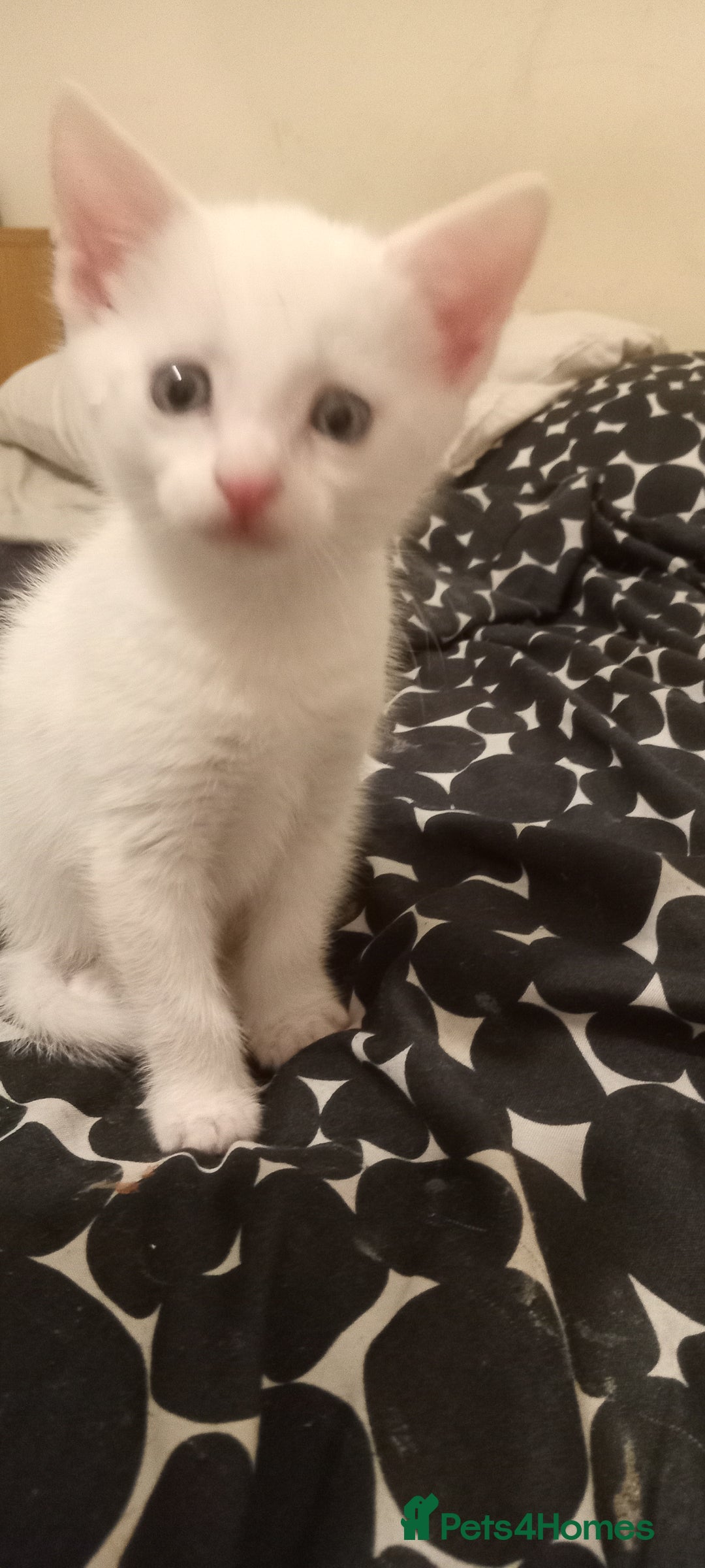Turkish Angora cats for sale: White Turkish angora kitten  - Image 10