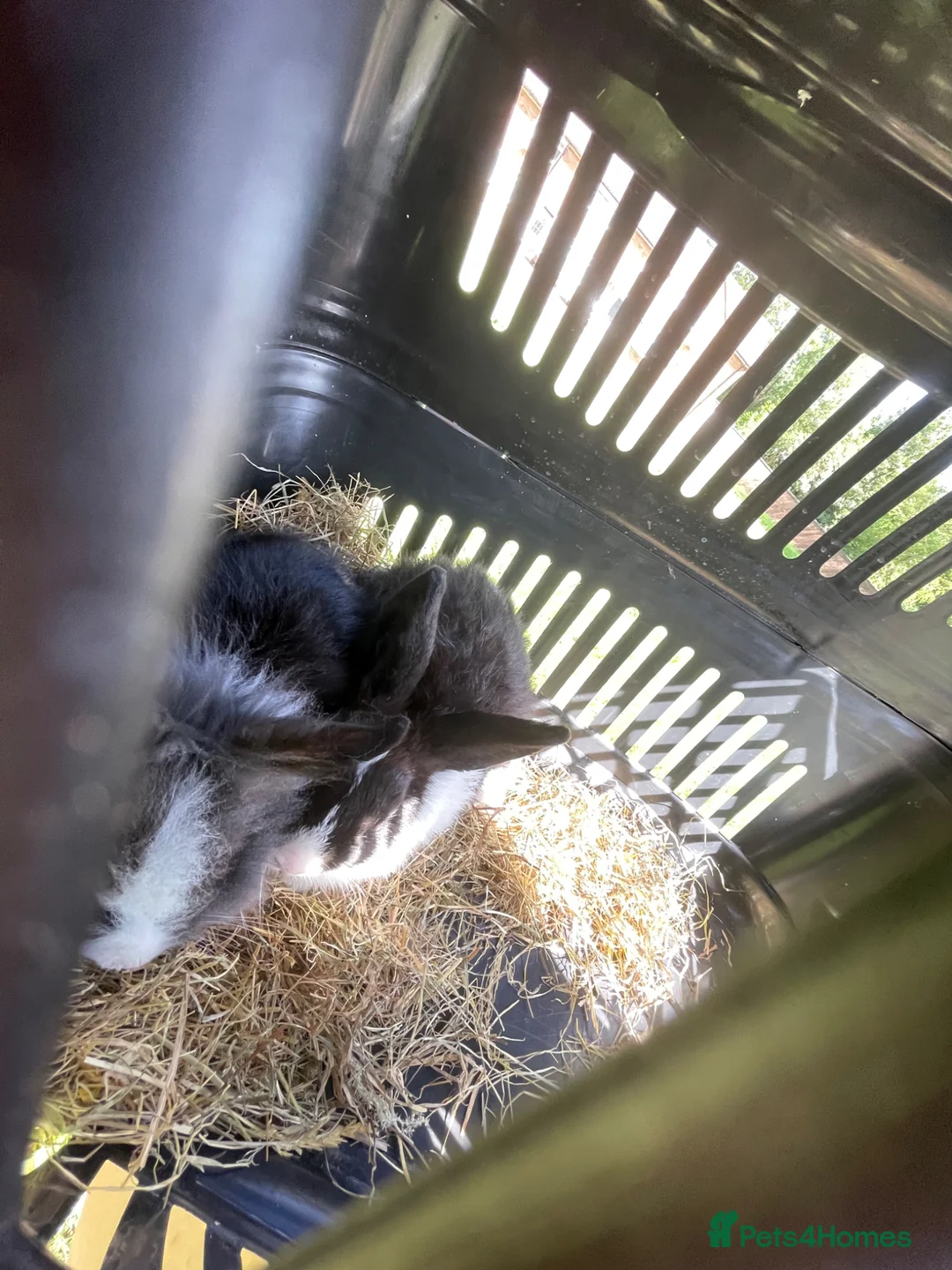 Mixed Breed rabbits for sale: 2 male boys  in Northampton - Advert 6