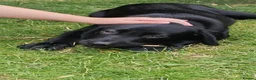 Labrador Retriever dogs for sale: Mr Orange – Gorgeous Black Labrador Boy - Advert 36