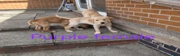 Golden Retriever dogs for sale: Beautiful golden retrivers - Advert 18