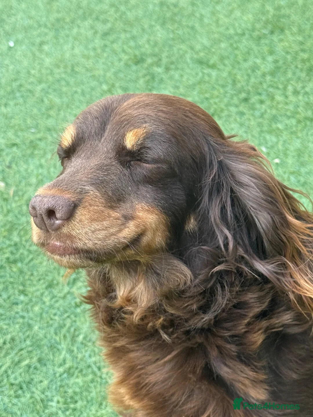 Cocker Spaniel dogs for sale: Singleton pup ready to leave from the 22nd July  - Advert 6