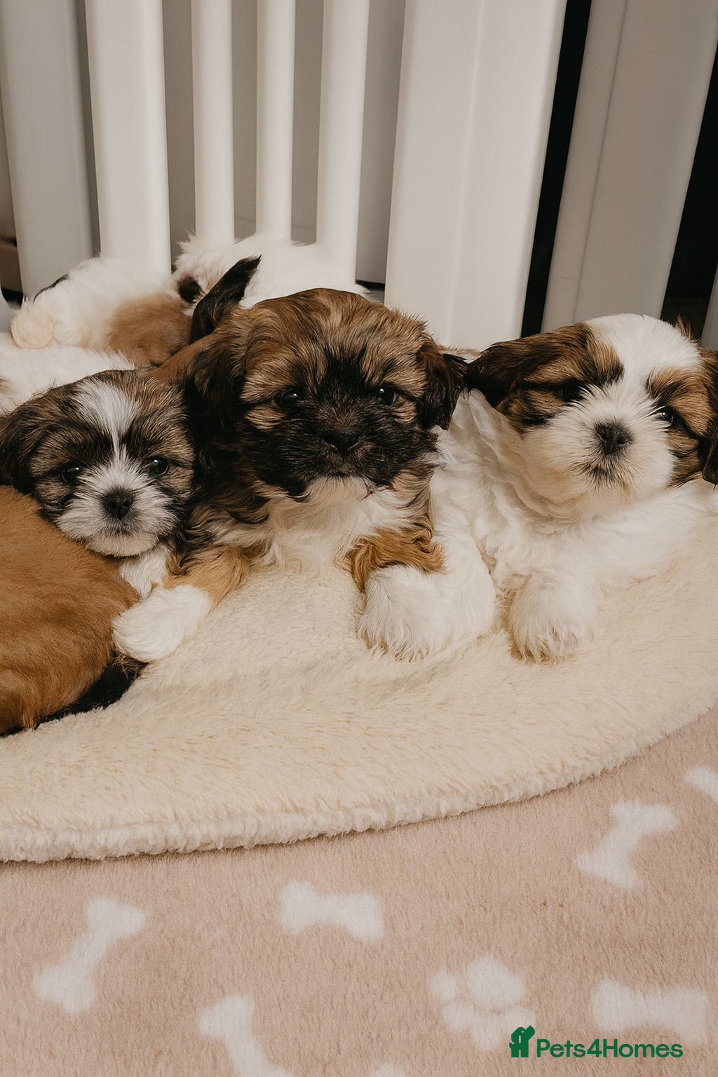 Shih Tzu dogs TWO BOYS LEFT 🦁 Shih tzu puppies 🦁 - Advert 7