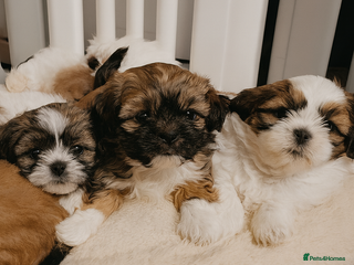 Shih Tzu dogs Shih tzu puppies 🦁🦁 🩷🩵 - Advert 1