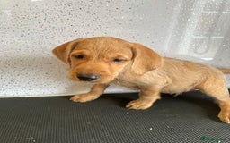 Mixed Breed dogs for sale: Stunning vizapoo puppies  - Image 13